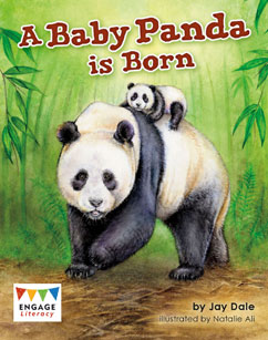 A Baby Panda is Born